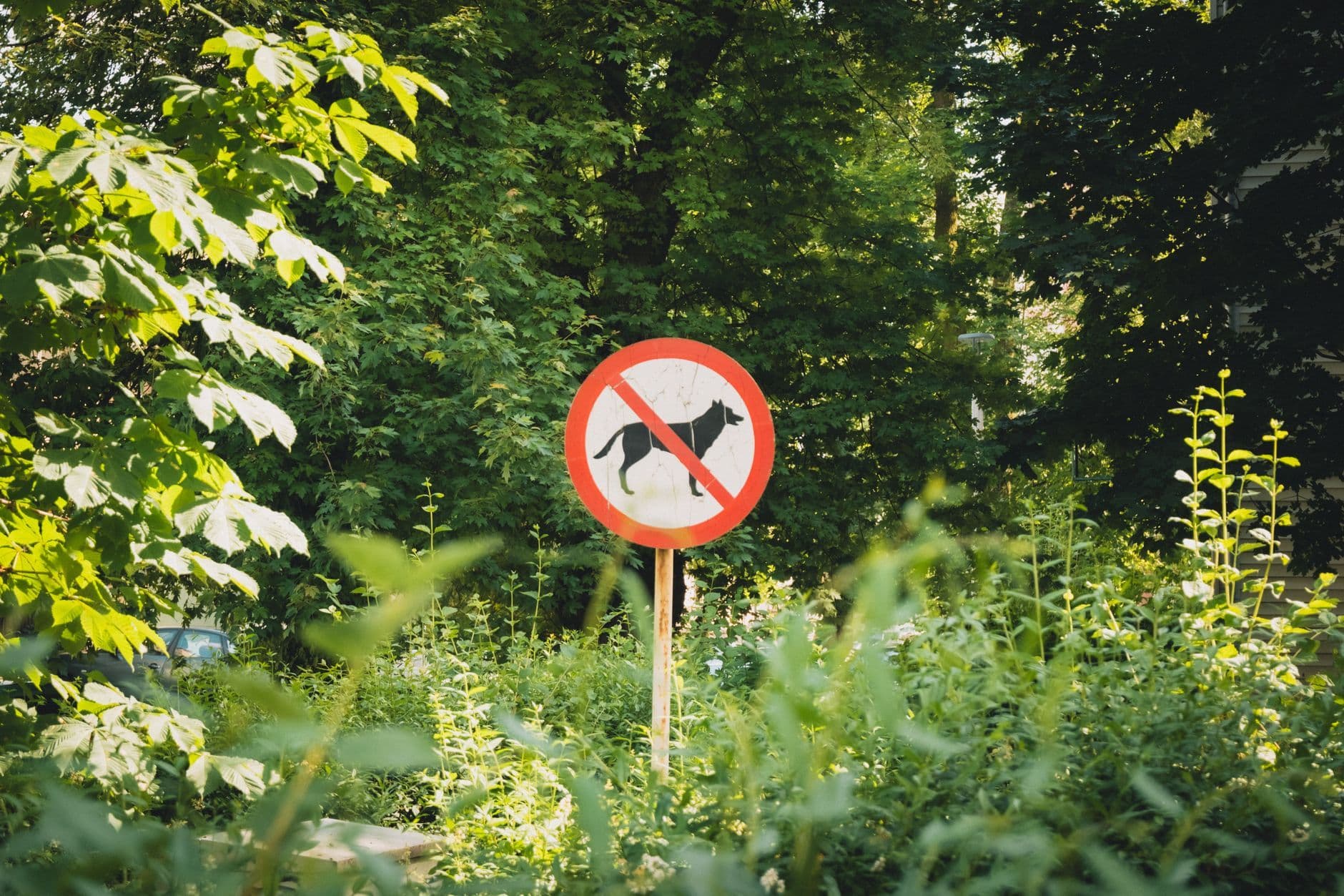 Sign prohibiting dogs surrounded by lush greenery in a sunny outdoor setting.